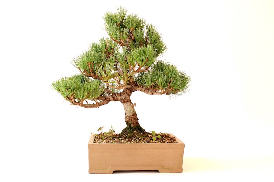 CULTIVERS Engrais naturel pour bonsaï 20 kg. Engrais 100% naturel et  naturelle, à libération lente et contrôlée, granulé avec NPK 8-1-5