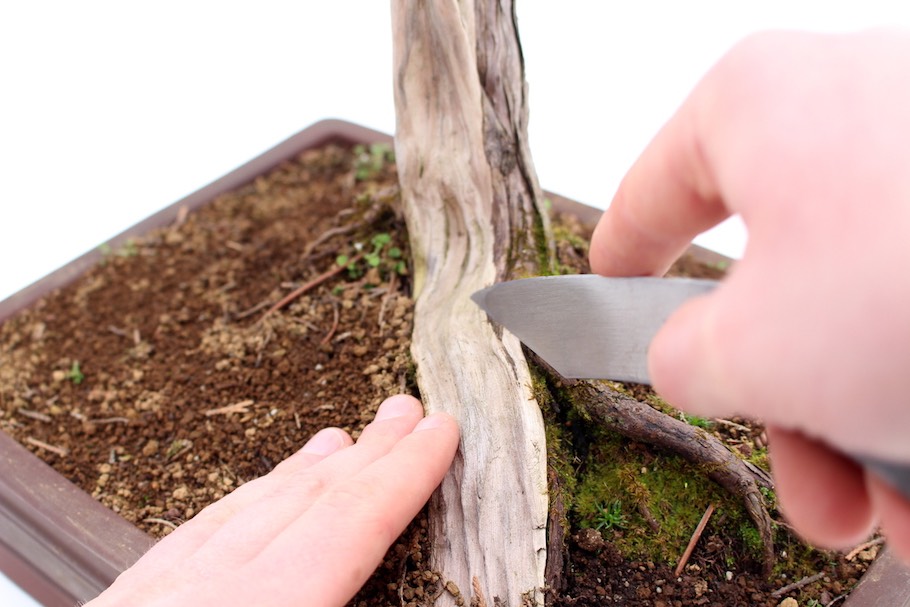 Coffret 5 outils de travail bois morts, jin et shari sur bonsai