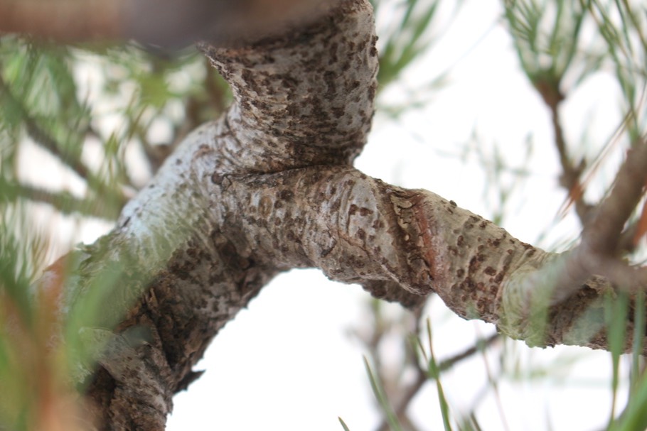 Ligatures sur arbres bonsaï - Les Compagnons du Bonsaï