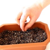 Mettre la graine sur le substrat