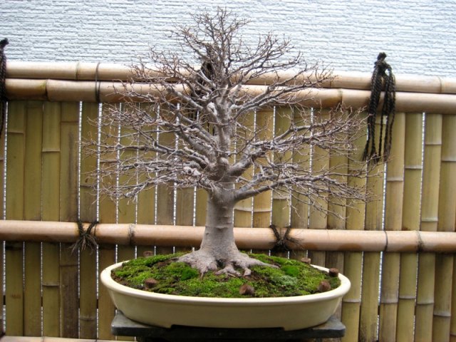 Moss bonsai