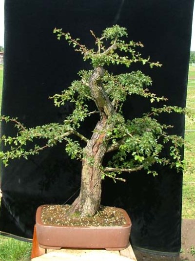 Hawthorn nursery stock bonsai