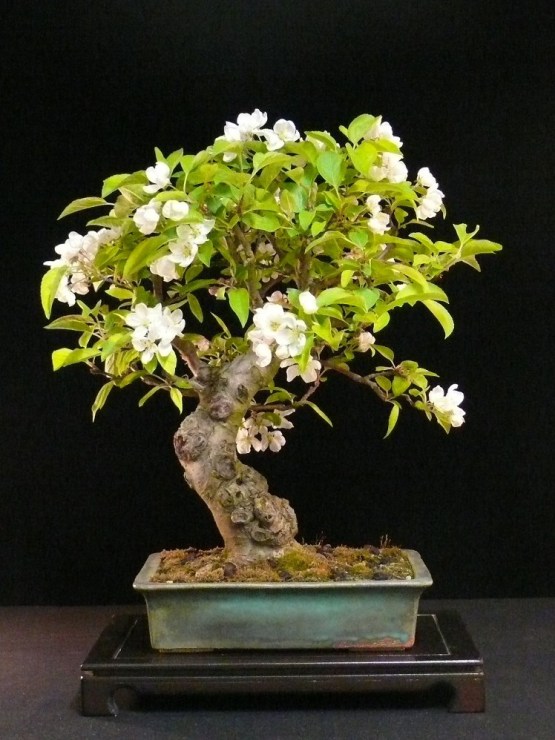 Flowering malus bonsai