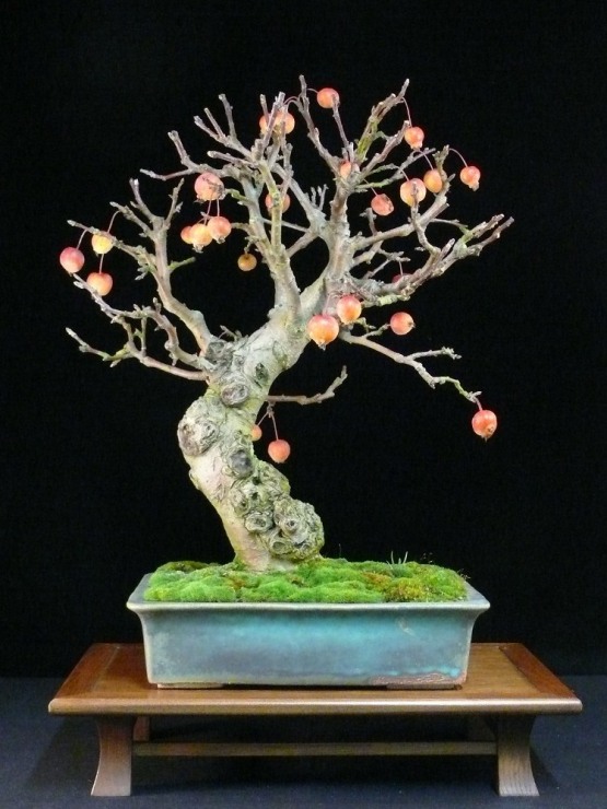 Apple bonsai tree