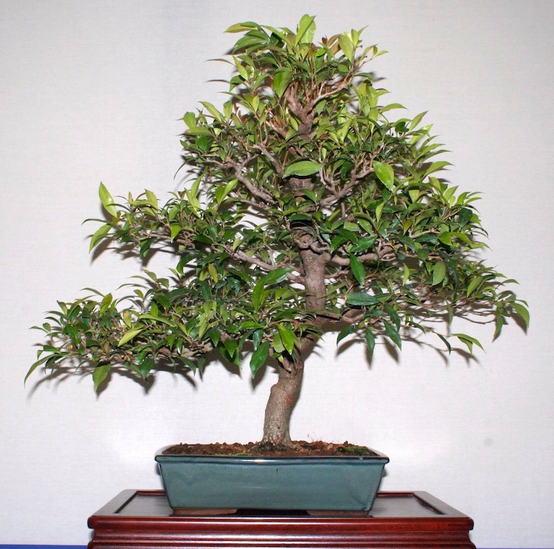 Syzygium bonsai