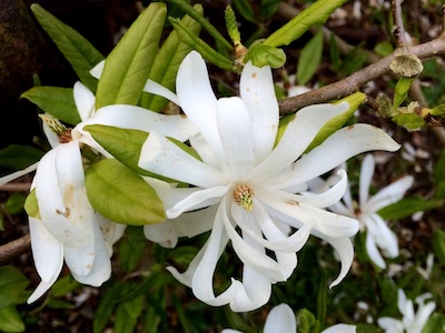 Magnolia Bonsai