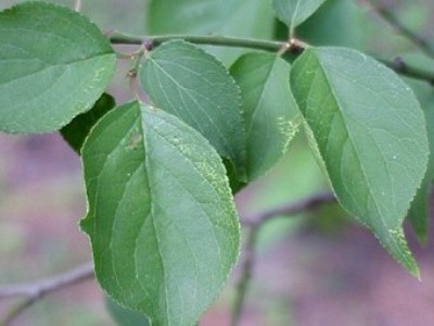 Prunus mume Bonsai
