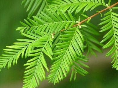 Le métaséquoia en bonsaï – Metasequoia glyptostroboides / Sequoia sempervirens