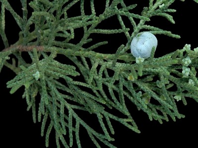 Bonsaïs de Genévrier (Juniperus)