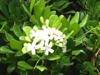 Murraya paniculata Bonsai