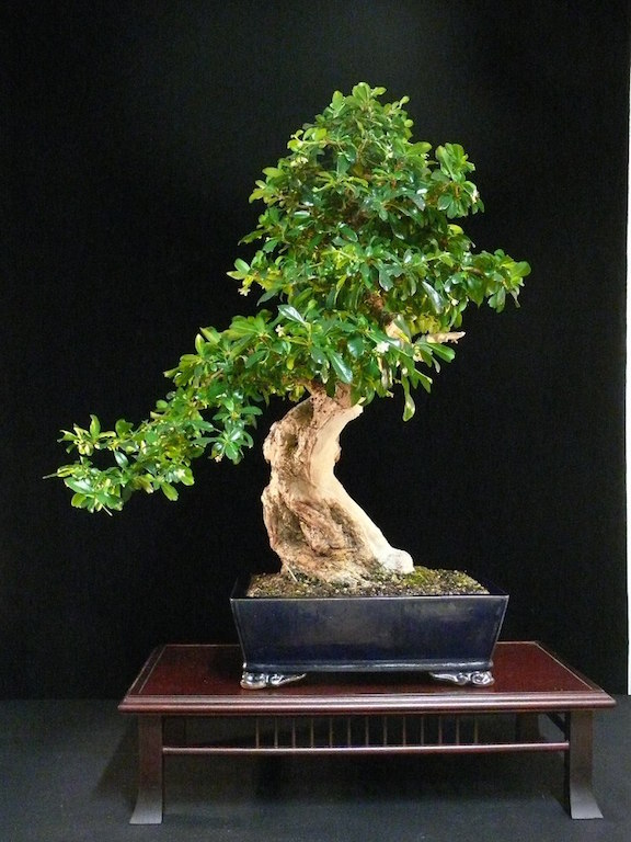 Fukien Tea Bonsai tree