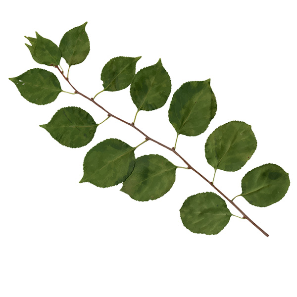 Bonsai Caduc avec feuilles alternées