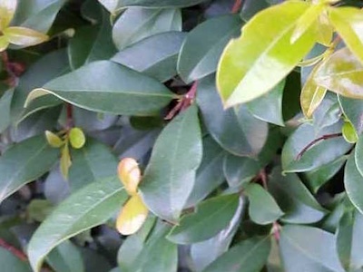 Syzygium Bonsai (Cerisier des antilles)