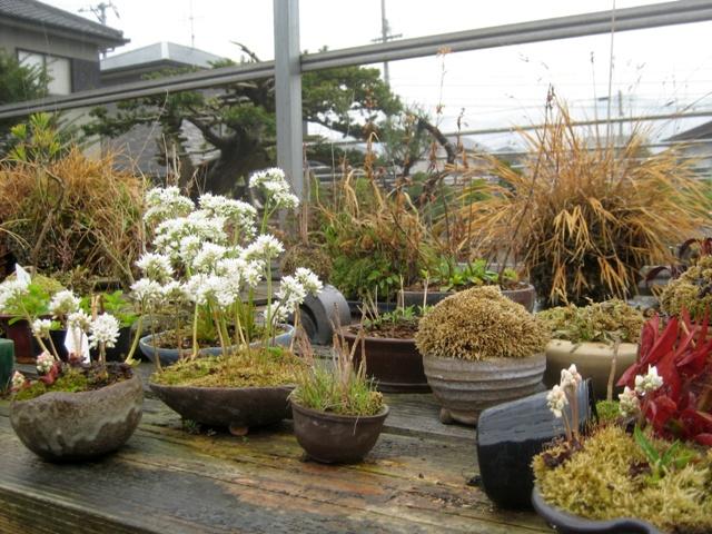 Kusamono Shitakusa plants from Japan