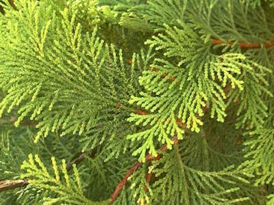 Cedar bonsai