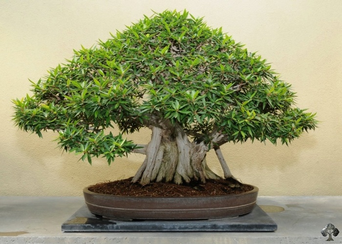 Ficus fig Bonsai tree, Ginseng Bonsai