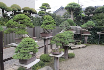 Kimura Bonsai garden