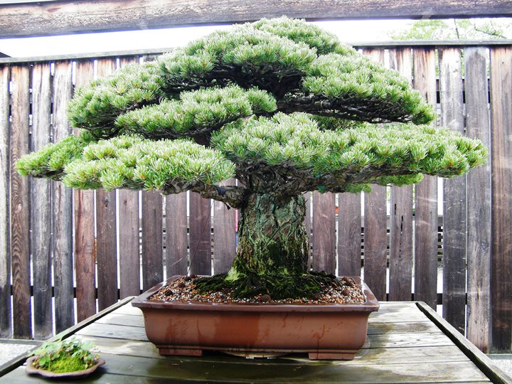 Bonsai tree that survived Hiroshima