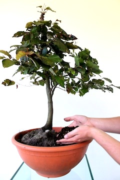 Bonsai propagation by collecting trees from forests