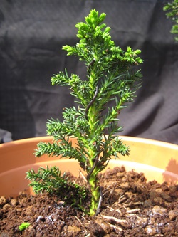 Two year old Bonsai tree