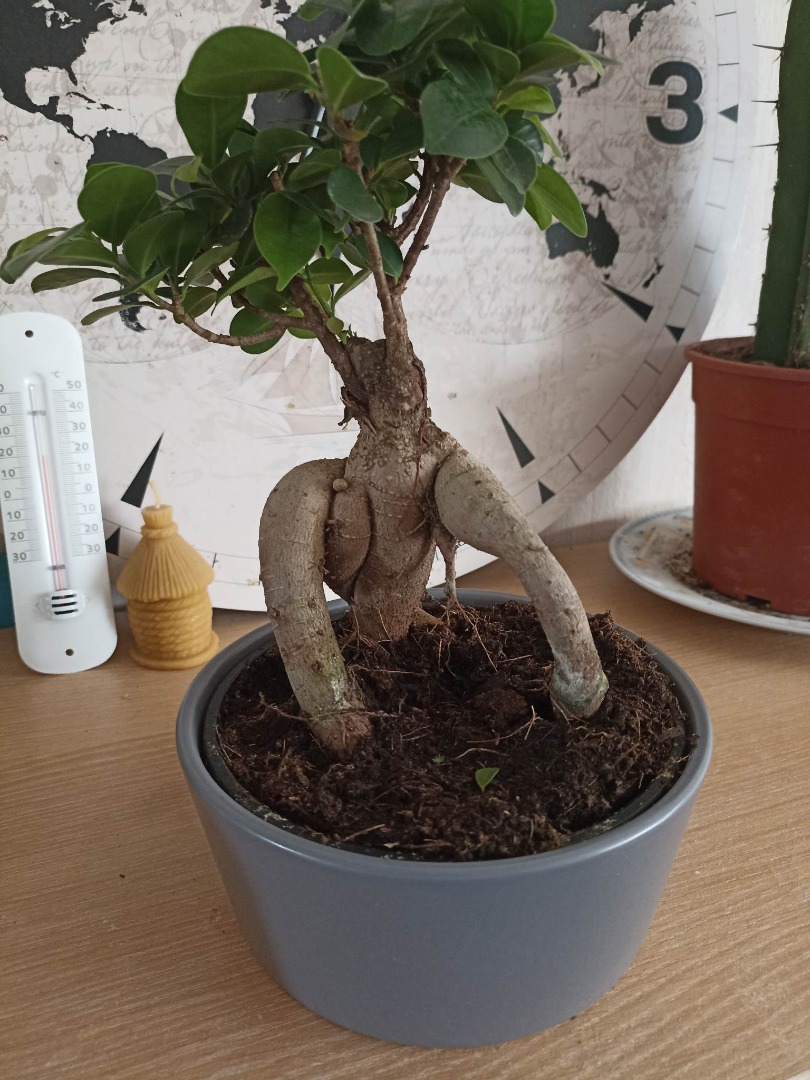 Bonsai Ficus Ginseng tache verte sur le 